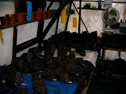 Begonias out of their pots. (Begonia)
