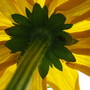 Rudbeckia alpicola