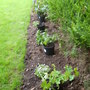 Autumn planting