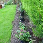 Autumn planting