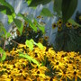 view from garage window (Rudbeckia)