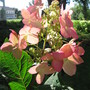 hydrangea 'Pink Diamond' (Hydrangea paniculate (Hydrangea))