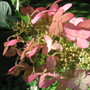 close up  of hydrangea (Hydrangea paniculate (Hydrangea))