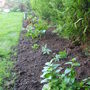 A shady border
