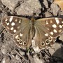 Speckled wood butterfly.