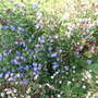 Ceratostigma willmottianum