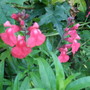 Salvia greggii 'Rosea' (Salvia greggii 'Rosea')