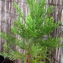 Metasequoia glyptostroboides