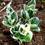 Euonymus japonicus