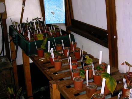 Late cuttings, going down as well now.  (Begonia)