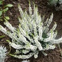Calluna vulgaris