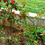 Pyracantha angustifolia (Fire Thorn)