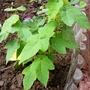 Abutilon bella (Abutilon bella)