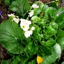 Primrose Obconica (Primula obconica (Poison Primrose))