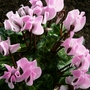 Pale pink Cyclamen (Cyclamen)