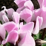 Cyclamen close up. (Cyclamen)