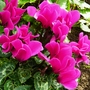 Dark pink Cyclamen (Cyclamen)