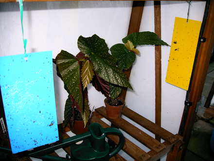 B. Lucerna