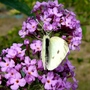 Lilac Buddleia with white butterfly