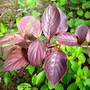 Dogwood leaves turning purple. (Cornus Sibirica)