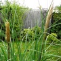Pampas grass (Cortaderia selloana (read more here))