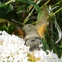 Hunmming bird Hawkmoth on Buddleia