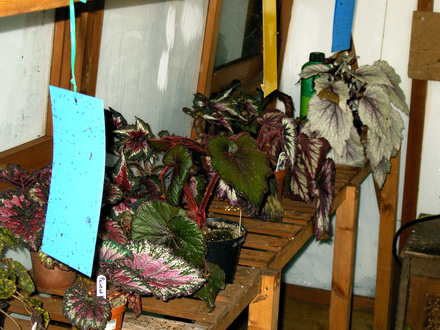 Some of the foilage Begonias!