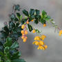 berberis (Berberis darwinii (Barberry))