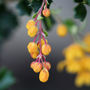 Berberis Darwinii (Berberis darwinii (Barberry))