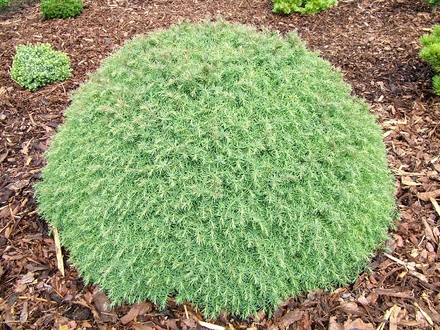 Cryptomeria japonica 'Mushroom' (common name; Japanese cedar)