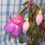 Picture_122