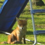 A foxy visitor to the garden