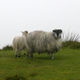 sheep at the top of the mountain