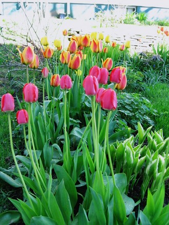 tulips
