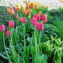 tulips