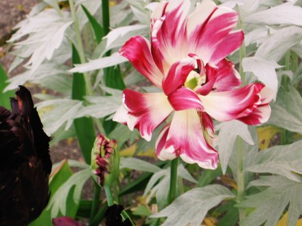 tulip