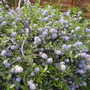 Californian Lilac (Ceanothus burkwoodii (California lilac))