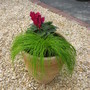 A garden flower photo