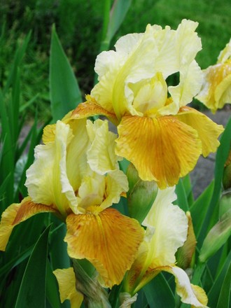 bearded iris (Iris germanica (Orris))