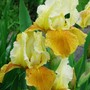 Iris germanica