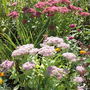 Sedum Light & Dark (Sedum spectabile (Ice plant))