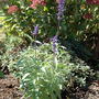 Salvia farinacea 'Victoria' (Salvia farinacea (Mealy sage))