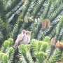 Abies lasiocarpa