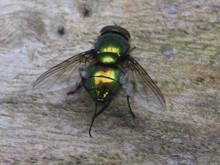 Metallic fly.