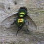 Metallic fly.