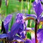 Iris sibirica (Siberian iris)