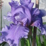 Iris germanica (Orris)