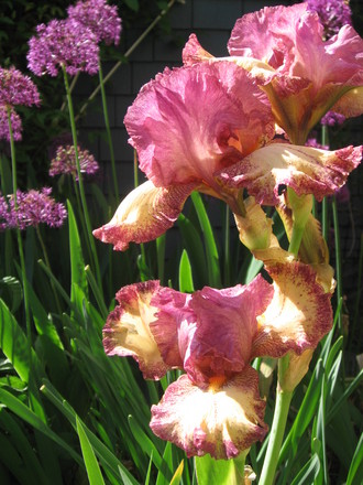 bearded iris (Iris germanica (Orris))