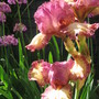 Iris germanica (Orris)