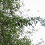 Gar61_008